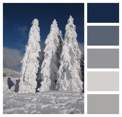 Fir Tree Winter Snow Image